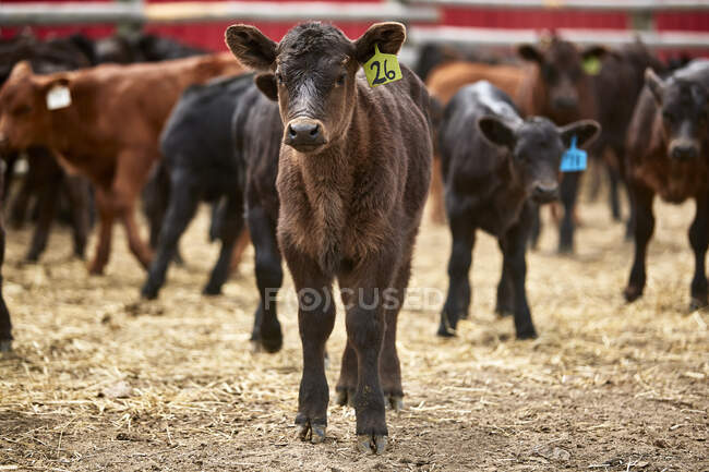 Un veau étiqueté 26 se tient seul parmi un groupe ; Eastend, Saskatchewan, Canada — Photo de stock