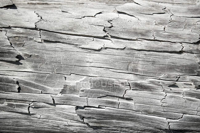 Legno lavato bianco intemperie e truciolato; Eastend, Saskatchewan, Canada — Foto stock