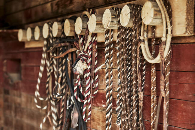 Cables trenzados y cabezales colgados en un estante de madera en una pared de granero rojo; Eastend, Saskatchewan, Canadá - foto de stock