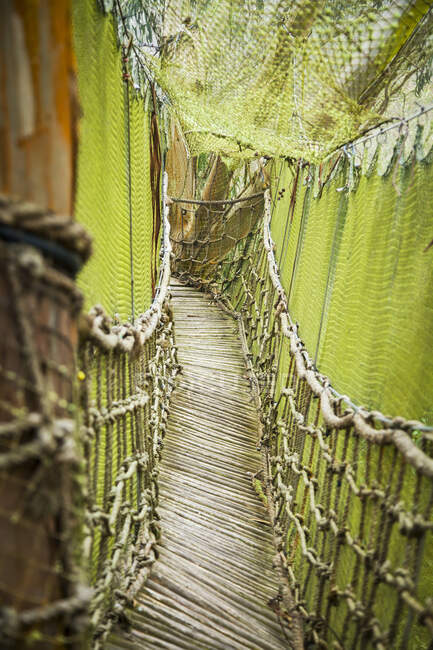 Corda e ponte de madeira com rede no forte de árvores florestais equatorianas; Calicali, Equador — Fotografia de Stock