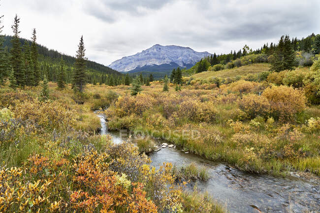 Ruisseau descendant à travers les broussailles orange et jaune des prairies dans les contreforts rocheux des montagnes, à l'ouest de Sundre ; Alberta, Canada — Photo de stock
