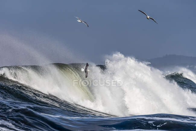 Möwen fliegen mit den brechenden Wellen; Seaside, Oregon, Vereinigte Staaten von Amerika — Stockfoto