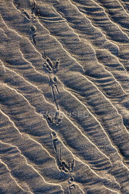 Tracce di corvo sono state lasciate sulla sabbia; Hammond, Oregon, Stati Uniti d'America — Foto stock