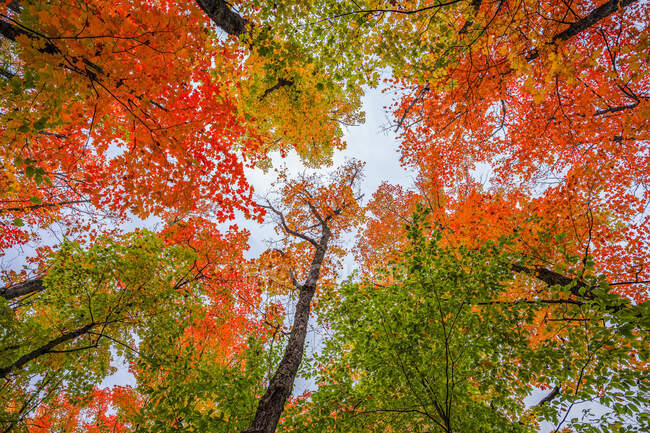 Olhar para cima na copa da árvore durante um outono de Ontário é lindo; Dwight, Ontário, Canadá — Fotografia de Stock