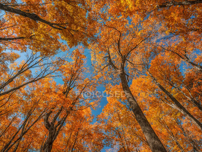 Olhando para o dossel de uma floresta de Ontário no outono; Dwight, Ontário, Canadá — Fotografia de Stock