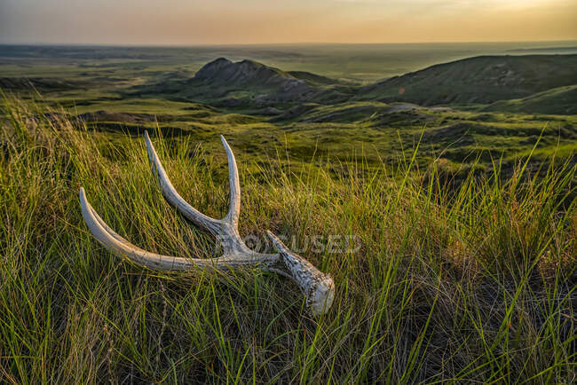 Velho chifre de veado deitado na grama ao entardecer no Parque Nacional Grasslnds; Val Marie, Saskatchewan, Canadá — Fotografia de Stock