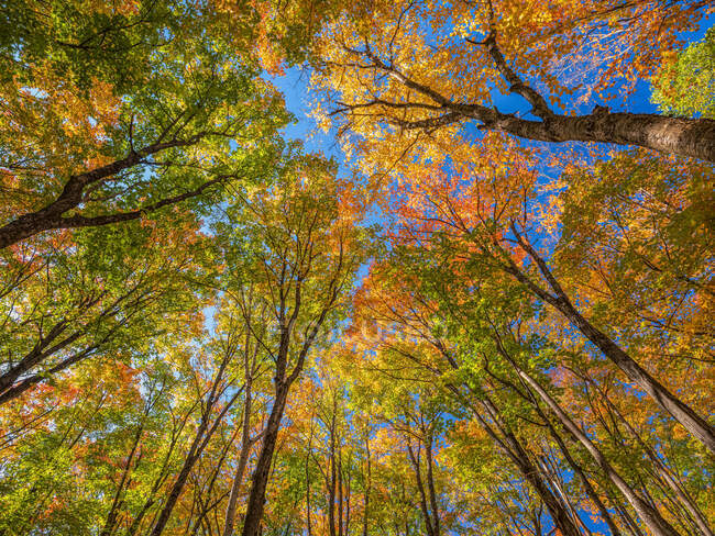 Treetops with autumn coloured foliage and a blue sky; Huntsville, Ontario, Canada — Stock Photo