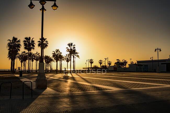 Sílhueta do nascer do sol de palmeiras em Espanha; Valencia, Valencia, Espanha — Fotografia de Stock
