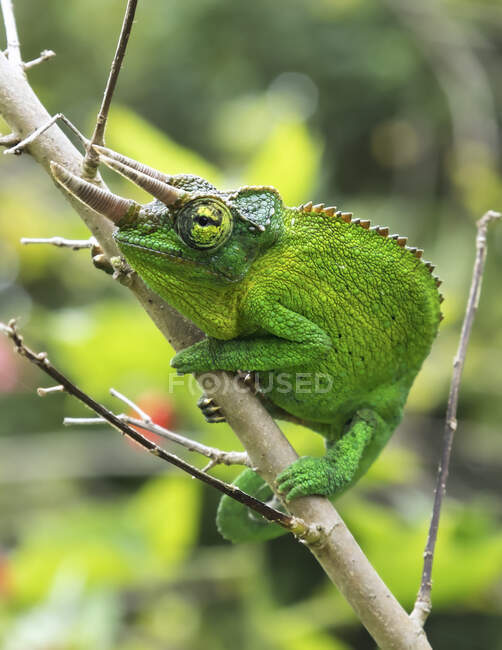 Jackson 's Chameleon (Trioceros jacksonii) sentado en una rama de árbol; Kihei, Maui, Hawaii, Estados Unidos de América - foto de stock