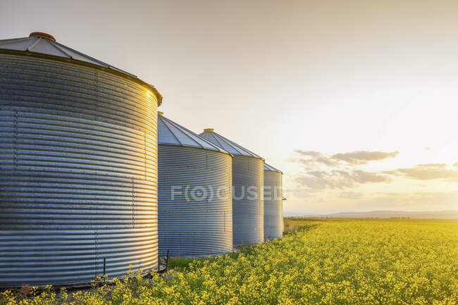 Silos metallici in fila su un campo di colza che matura all'alba; Alberta, Canada — Foto stock