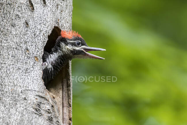 A hungry young pileated woodpecker (Dryocopus pileatus) is crying at the nest hole, La Mauricie National Park; Quebec, Canada — Stock Photo