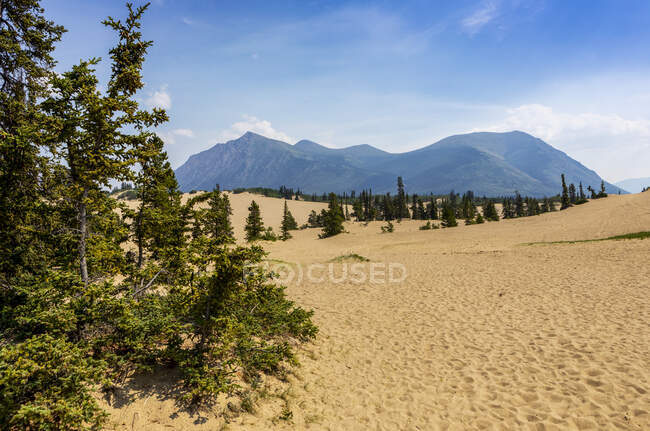 Carcross Desert на солнечном, голубом небе, летнем дне, с песчаными дюнами и деревьями на переднем плане и горой Карибу на заднем плане; Carcross, Юта, Канада — стоковое фото