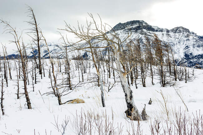Árboles estériles en una colina cubierta de nieve con una montaña cubierta de nieve en el fondo, Waterton Lakes National Park; Waterton, Alberta, Canadá - foto de stock