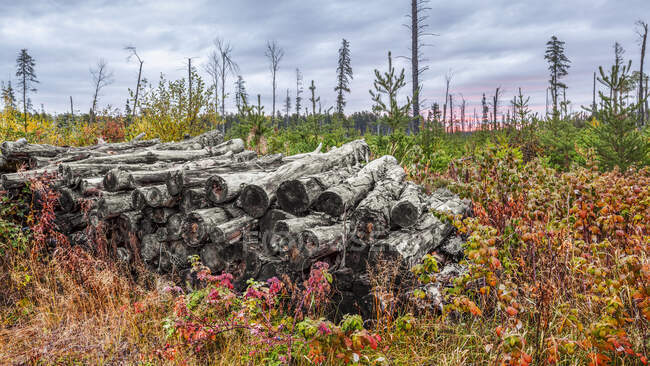 Autumn coloured foliage grows around a pile of logs in a forest; Thunder Bay, Ontario, Canada — Stock Photo