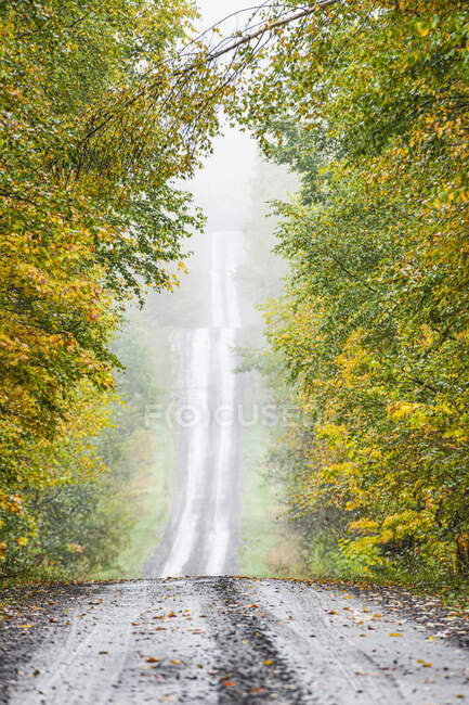 A wet road through a misty forest in autumn colours, near Grand Portage; Minnesota, United States of America — Stock Photo