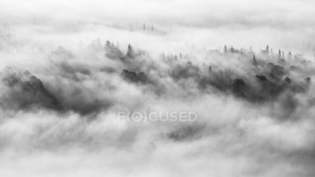 Плотный туман катится по верхушкам леса в черно-белом цвете; Онтарио, Канада — стоковое фото