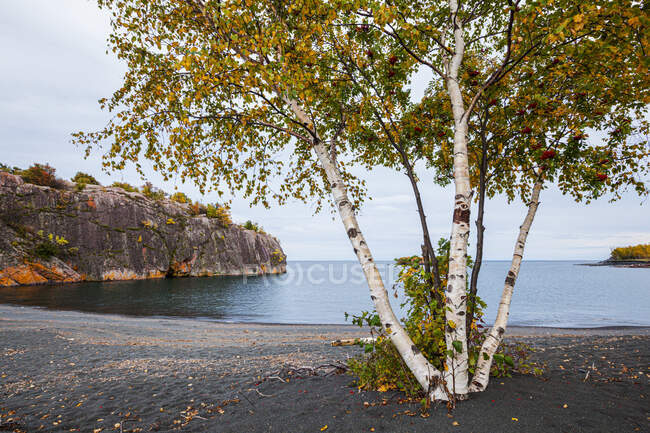 Birch trees against Lake Superior; Silver Bay, Minnesota, Estados Unidos da América — Fotografia de Stock