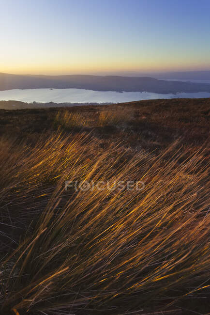 Long grass blowing in the wind on the side of a hill overlooking a lake at sunset; County Tipperary, Ireland — Stock Photo