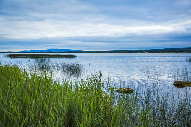 Зелений очерет на березі озера Лох - Дерг у похмурий день літа; округ Клер (Ірландія). — стокове фото