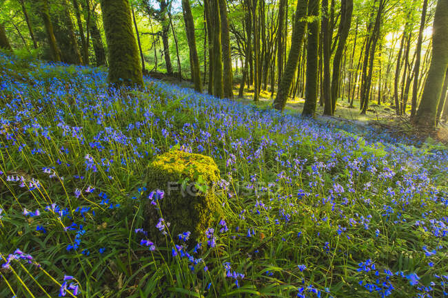 Um tronco de árvore musgoso cercado por flores de sino azul em um chão de floresta no verão, Lough Graney; County Clare, Irlanda — Fotografia de Stock