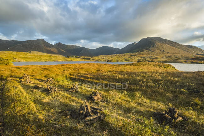 Stacks of turf drying on a bog in Connemara with mountains in the background; Connemara, County Galway, Ireland — Stock Photo