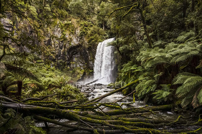 Водопад Хопетун; Буковый лес, Виктория, Австралия — стоковое фото