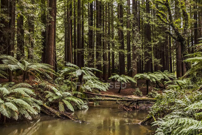 Bosque de California Redwoods; Bosque de haya, Victoria, Australia - foto de stock