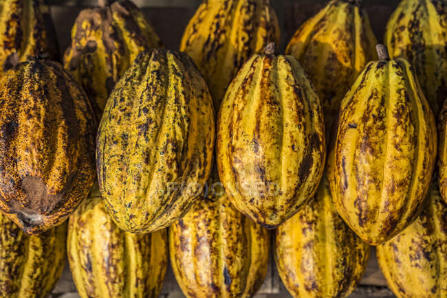 Cocoa pods for sale; Chiapas, Mexico — Stock Photo