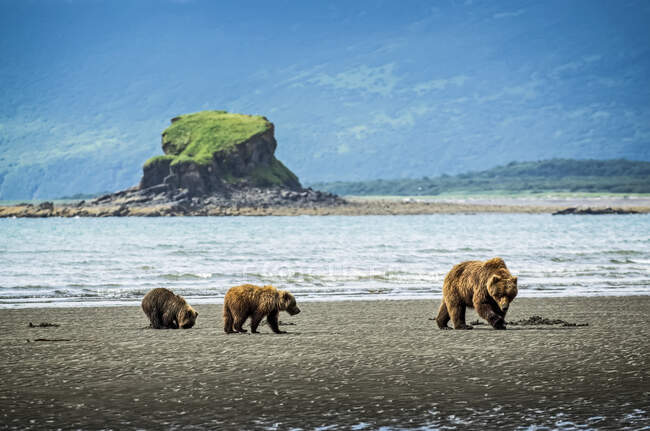 Oso (Ursus arctos) viendo en Hallo Bay Camp. Una cerda y sus dos cachorros cazan almejas mientras esperan la llegada del salmón a los arroyos locales; Alaska, Estados Unidos de América - foto de stock