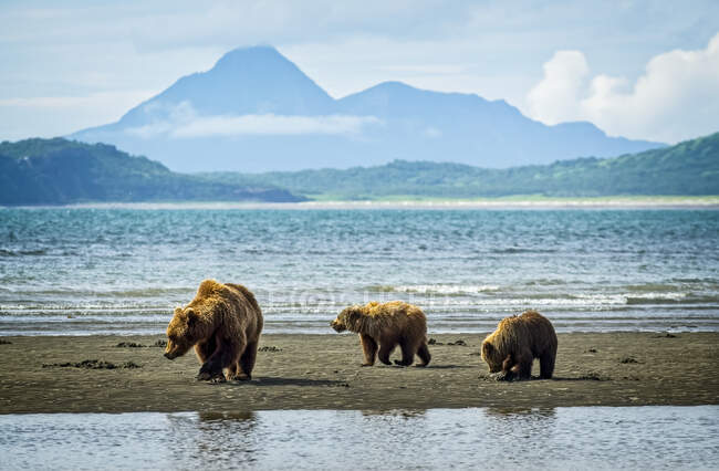 Observation d'ours (Ursus arctos) au camp de Hallo Bay ; Alaska, États-Unis d'Amérique — Photo de stock