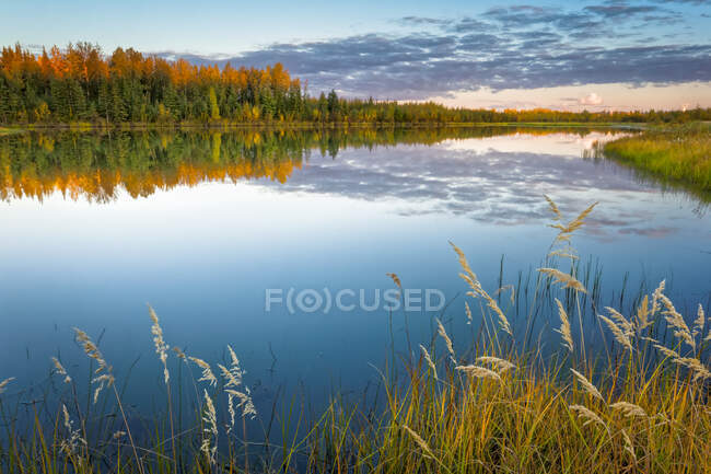 Bosque de color otoñal reflexiona sobre el estanque de la ciudad de Nenana al atardecer, Alaska Interior en otoño; Nenana, Alaska, Estados Unidos de América - foto de stock