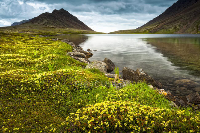 Кроликове озеро оточене квітами тундри, вершина Макг'ю знаходиться на задньому плані. Парк штату Чагач, південно-центральна Аляска в літній час; Анкоридж, Аляска, США — стокове фото