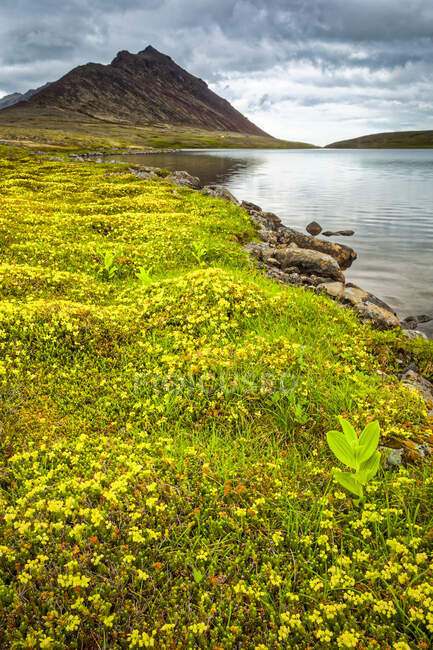 Кроличье озеро окружено тундровыми цветами, на заднем плане находится пик МакХью. Государственный парк Чугач, Южно-Центральная Аляска летом; Анкоридж, Аляска, США — стоковое фото