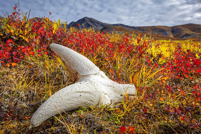 Dall Sheep's skull on fall coloured tundra, Brooks Mountains in the background. Gates of the Arctic National Park and Preserve, Arctic Alaska in autumn; Alaska, United States of America — Stock Photo