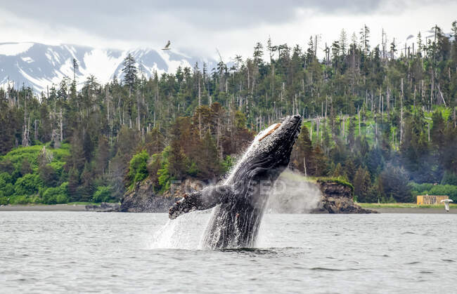 Balena megattera (Megaptera novaeanglia) che affiora e penetra nell'acqua e soffia aria vicino all'isola di Cohen nella baia di Kachemak; Omero, Alaska, Stati Uniti d'America — Foto stock