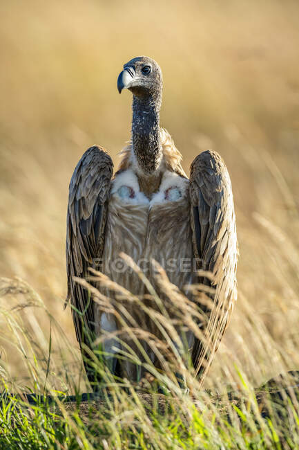 Portrait of backlit African white-backed vulture (Gyps africanus) standing in the grass; Tanzania — Stock Photo