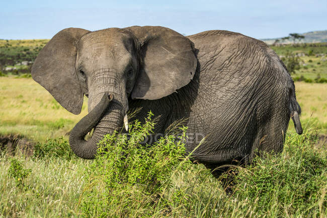 Retrato de elefante africano (Loxodonta Africana) parado atrás de arbustos enquanto olha para a câmera; Quênia — Fotografia de Stock