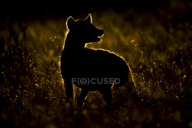 Silhouette einer gefleckten Hyäne (Crocuta Crocuta) im Gras mit Blick über die Schulter; Klien 's Camp, Tansania — Stockfoto