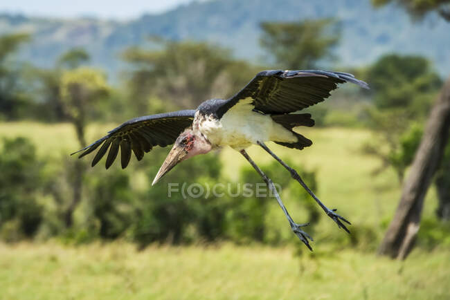 Marabou stork (Leptoptilos crumenifer) landing on the savannah grasslands; Tanzania — Stock Photo