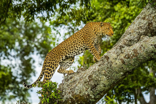 Afrikanischer Leopard (Panthera pardus), der einen Ast hochgeht, während er nach vorne blickt; Kenia — Stockfoto