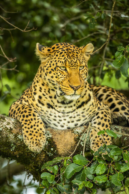 Retrato de leopardo (Panthera Pardus) con ojos vigilantes tendidos en la rama cubierta de liquen; Kenia - foto de stock