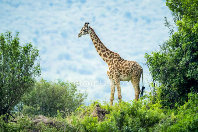 Girafa de Masai (Giraffa camelopardalis tippelskirchii) entre arbustos; Quénia — Fotografia de Stock