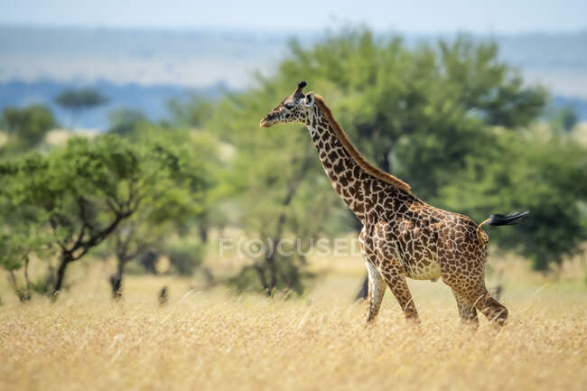 Masai giraffe (Giraffa camelopardalis tippelskirchii), прогулюючись довгою травою по савані в сонячний день; Танзанія — стокове фото