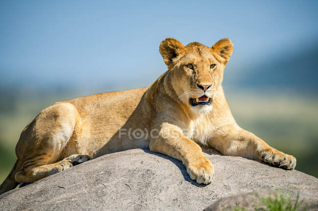 Lioness (Panthera leo) lying on a rock in the bright sunshine; Tanzania — Stock Photo