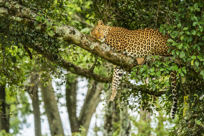 Leopardo (Panthera pardus) durmiendo en la rama del árbol con la pierna colgando hacia abajo; Kenia - foto de stock