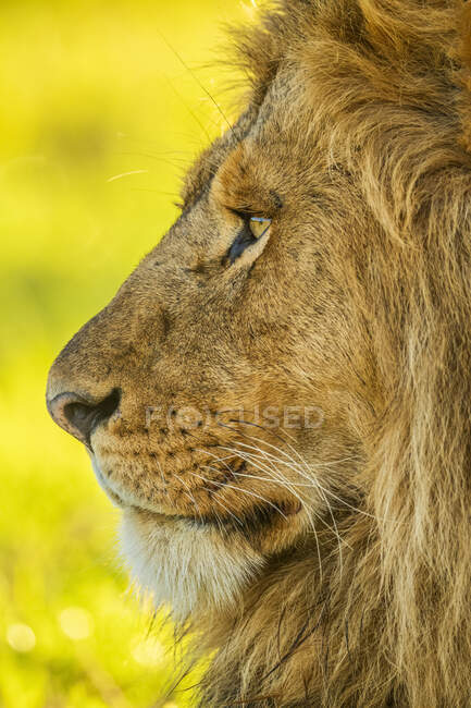 Close-up portrait of the profile of a male lion face (Panthera leo); Tanzania — Stock Photo