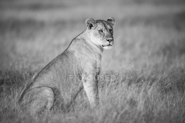 Portrait noir et blanc d'une lionne (Panthera leo) assise dans la longue herbe de la savane de Grumeti ; Tanzanie — Photo de stock