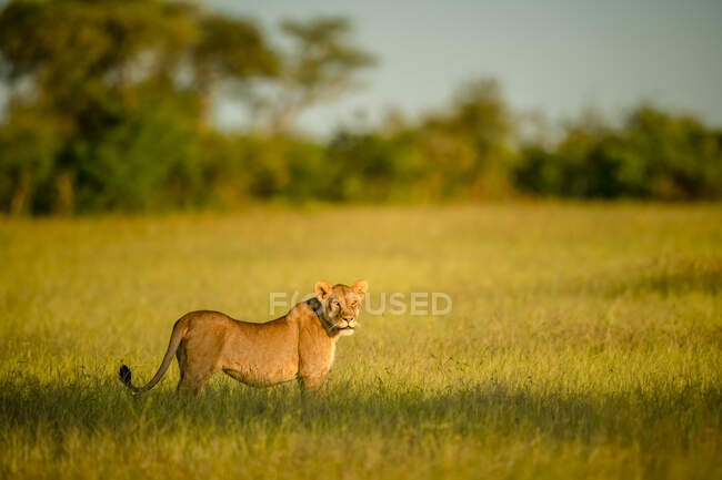 Leoa (Panthera leo) de pé na grama longa na savana com a cabeça virada para olhar para a distância; Tanzânia — Fotografia de Stock