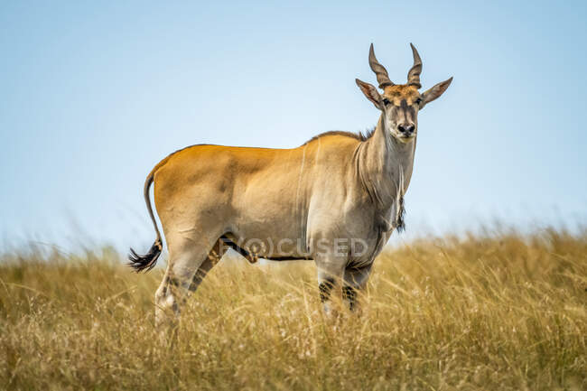 Retrato de la tierra común masculina (Taurotragus oryx) de pie en la hierba larga en la sabana; Tanzania - foto de stock