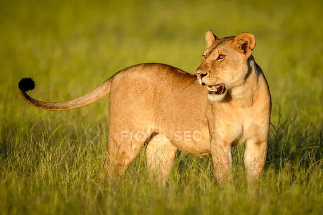 Primo piano della leonessa (Panthera leo) in piedi nell'erba lunga sulla savana, girando la testa e guardando in lontananza; Tanzania — Foto stock